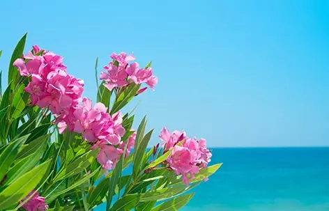 Pink flowers with ocean in the background in Sarasota Florida