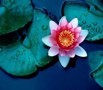 Lilly pad with pink and white flower in water